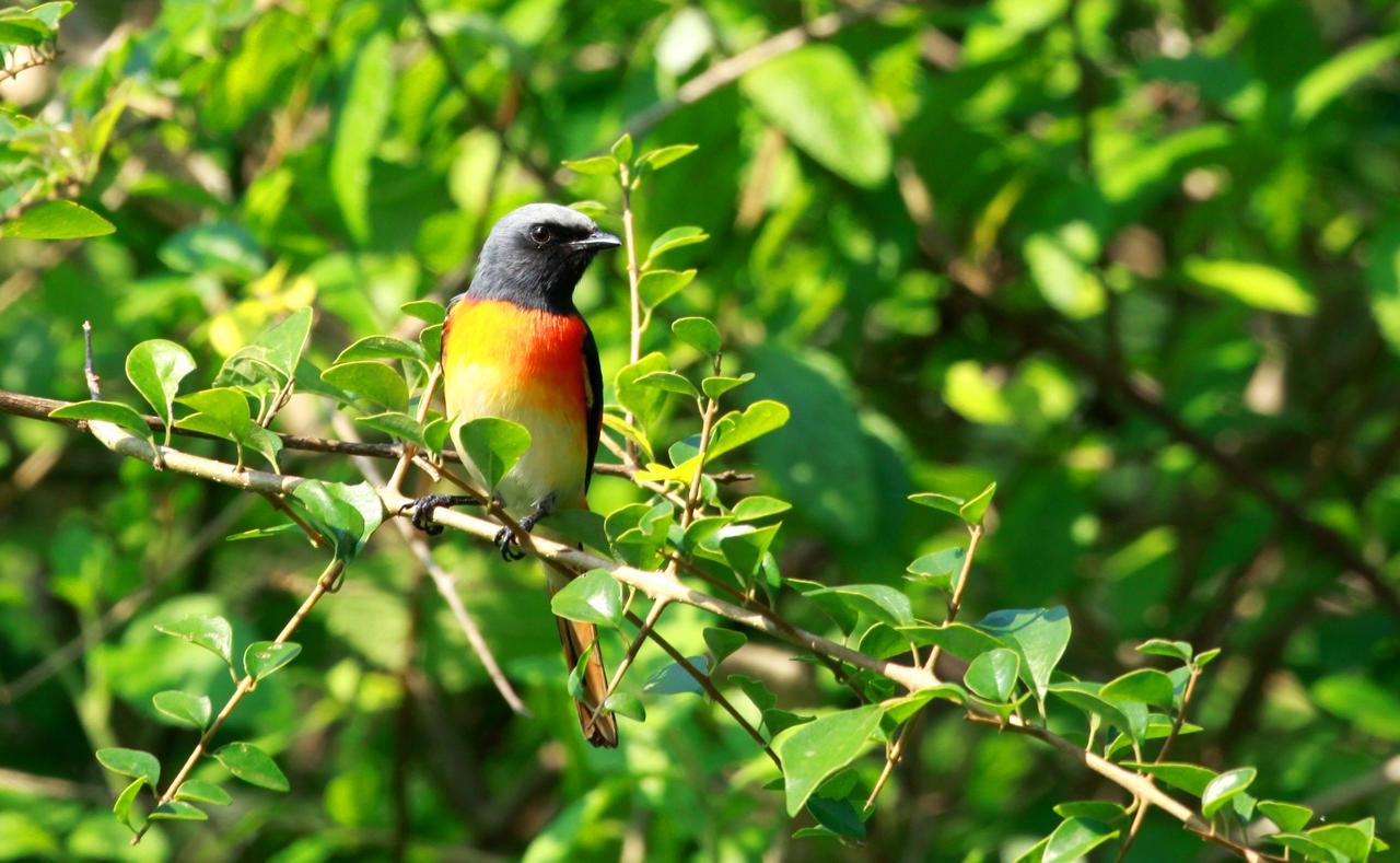 The Ibis - Wilpattu Villa Puttalam Eksteriør billede