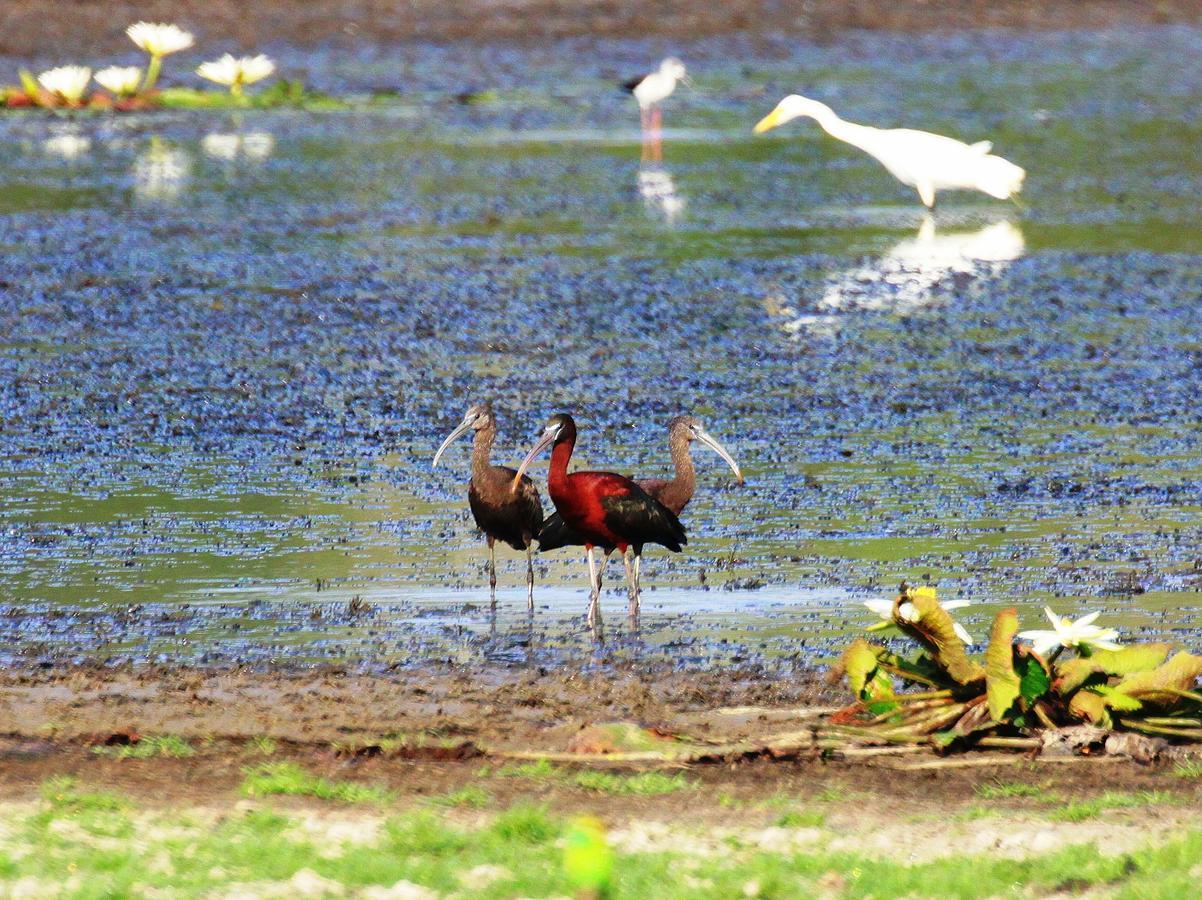 The Ibis - Wilpattu Villa Puttalam Eksteriør billede